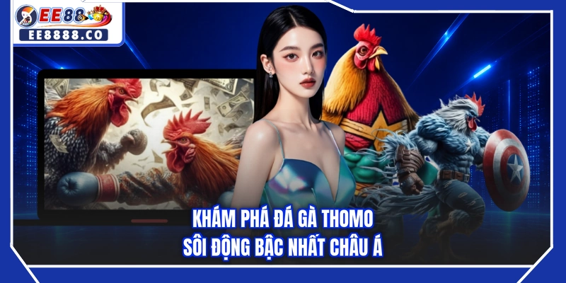 Khám phá đá gà thomo sôi động bậc nhất Châu Á