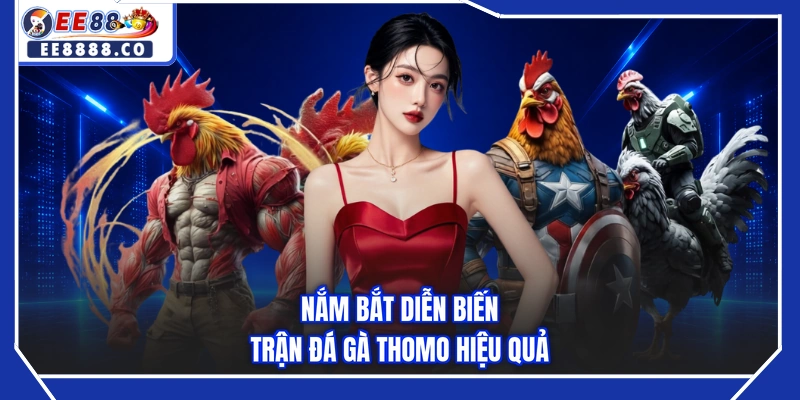 Nắm bắt diễn biến trận đá gà Thomo hiệu quả