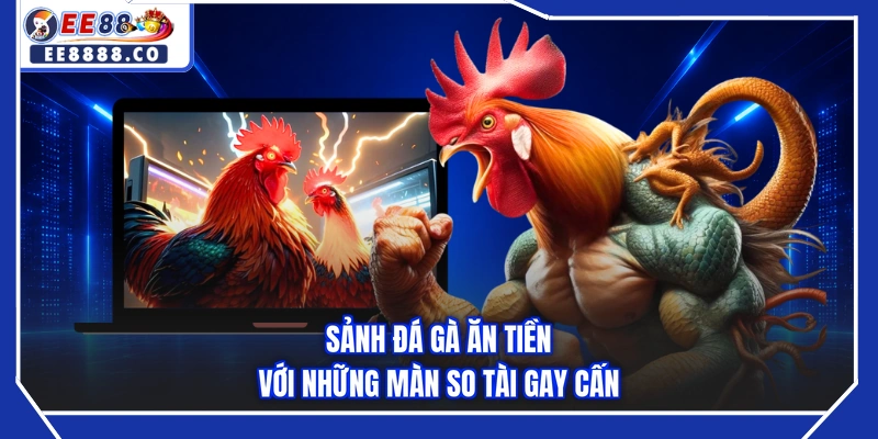 Sảnh đá gà ăn tiền với những màn so tài gay cấn